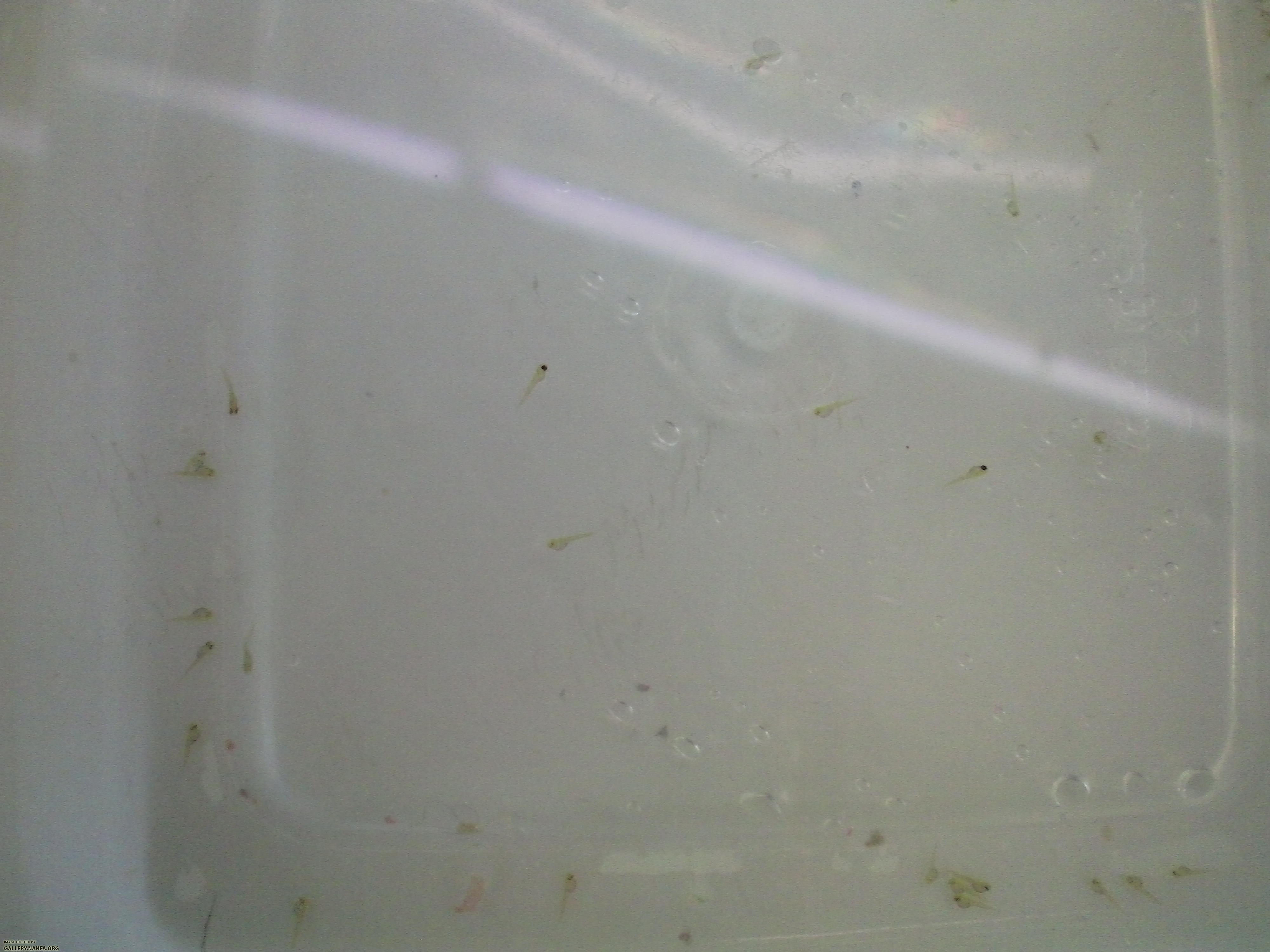 Elassoma gilberti fry four days after eggs were laid