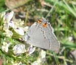grey butterfly close