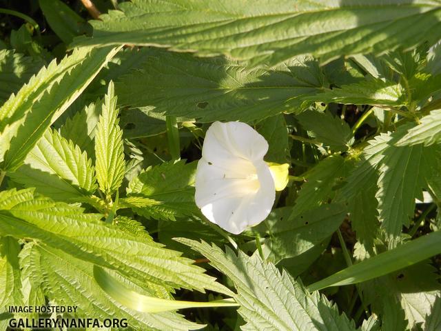 white flower 3