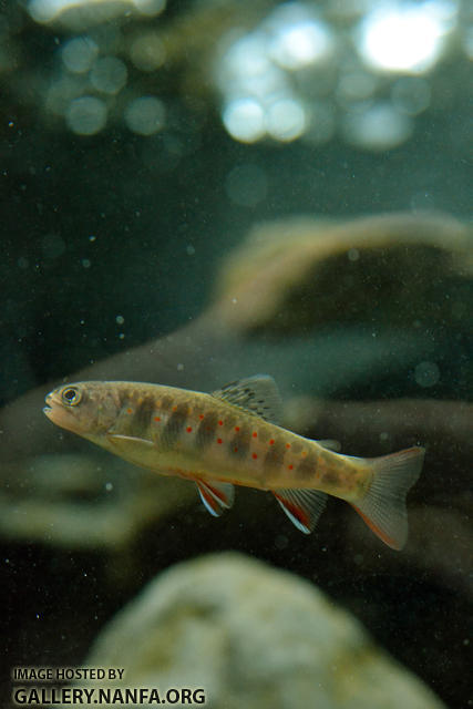 juvenile brook trout in current