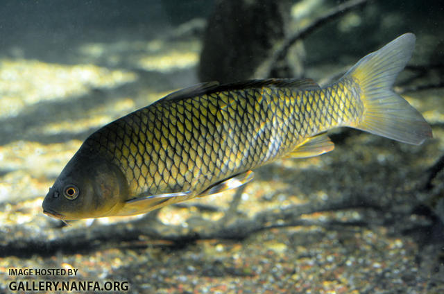 common carp 2