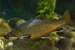 brook trout large male