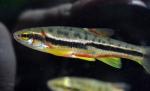 mountain redbelly dace very close side view