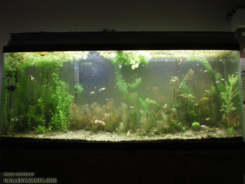 55 gallon heterandria formosa and guppy breeding tank