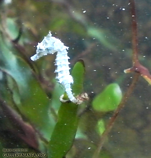 sea horse and copepods