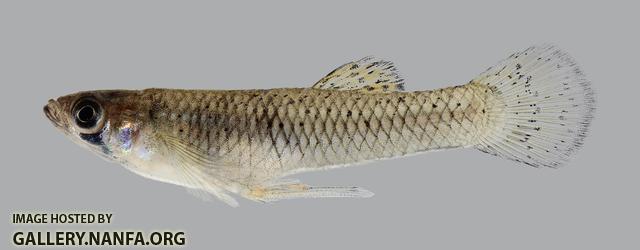 Gambusia affinis Western Mosquitofish  1218