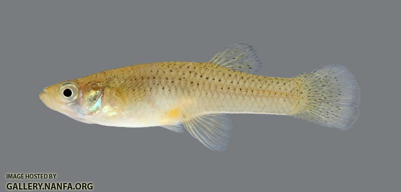 Gambusia affinis Western Mosquitofish 661