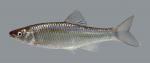Cyprinella whipplei Steelcolor Shiner 1240