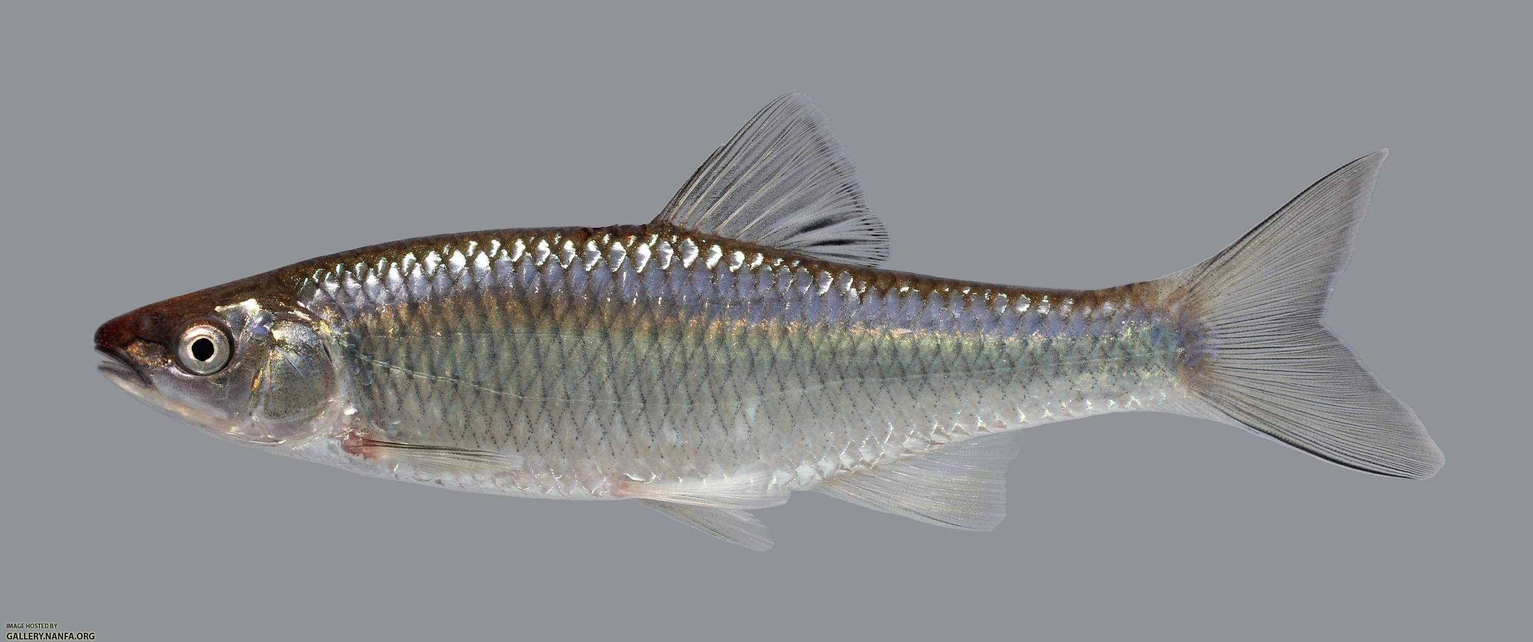 Cyprinella whipplei Steelcolor Shiner 1240