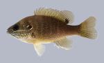 Lepomis cyanellus Green Sunfish 2699