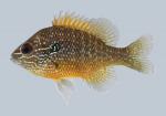 Lepomis marginatus Dollar Sunfish  2376
