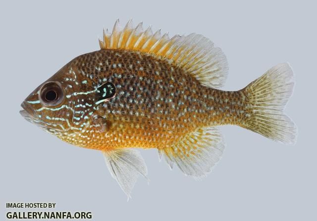 Lepomis marginatus Dollar Sunfish  2376