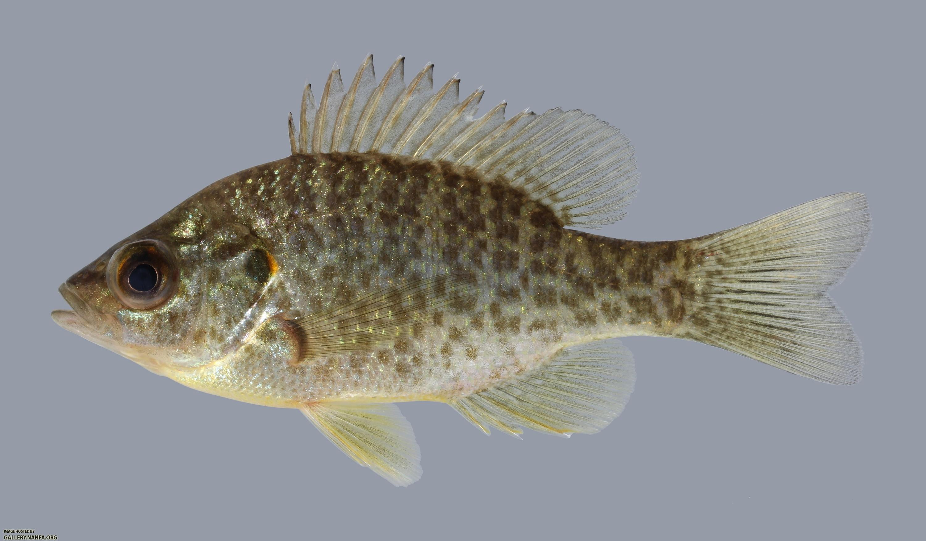 Lepomis microlophus Redear Sunfish  1867