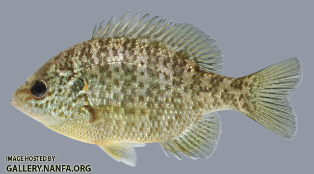 Lepomis microlophus Redear Sunfish