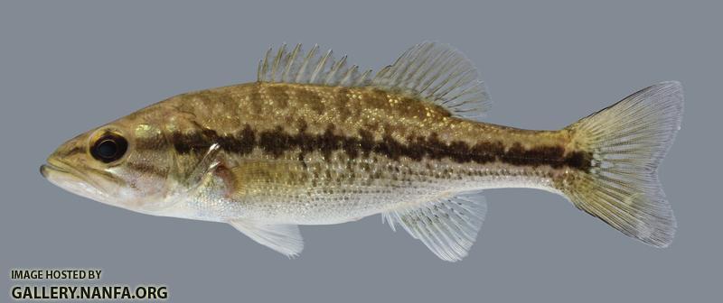 Micropterus punctulatus Spotted Bass 2804