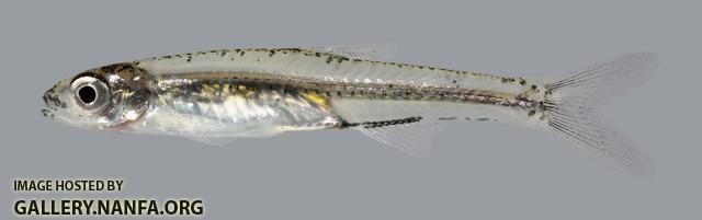 Notropis perpallidus Peppered Shiner 36.1