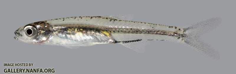 Notropis perpallidus Peppered Shiner 36.1