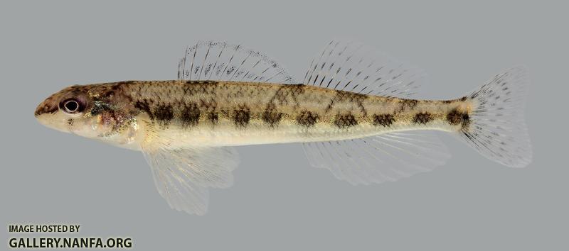 Percina vigil Saddleback Darter 551