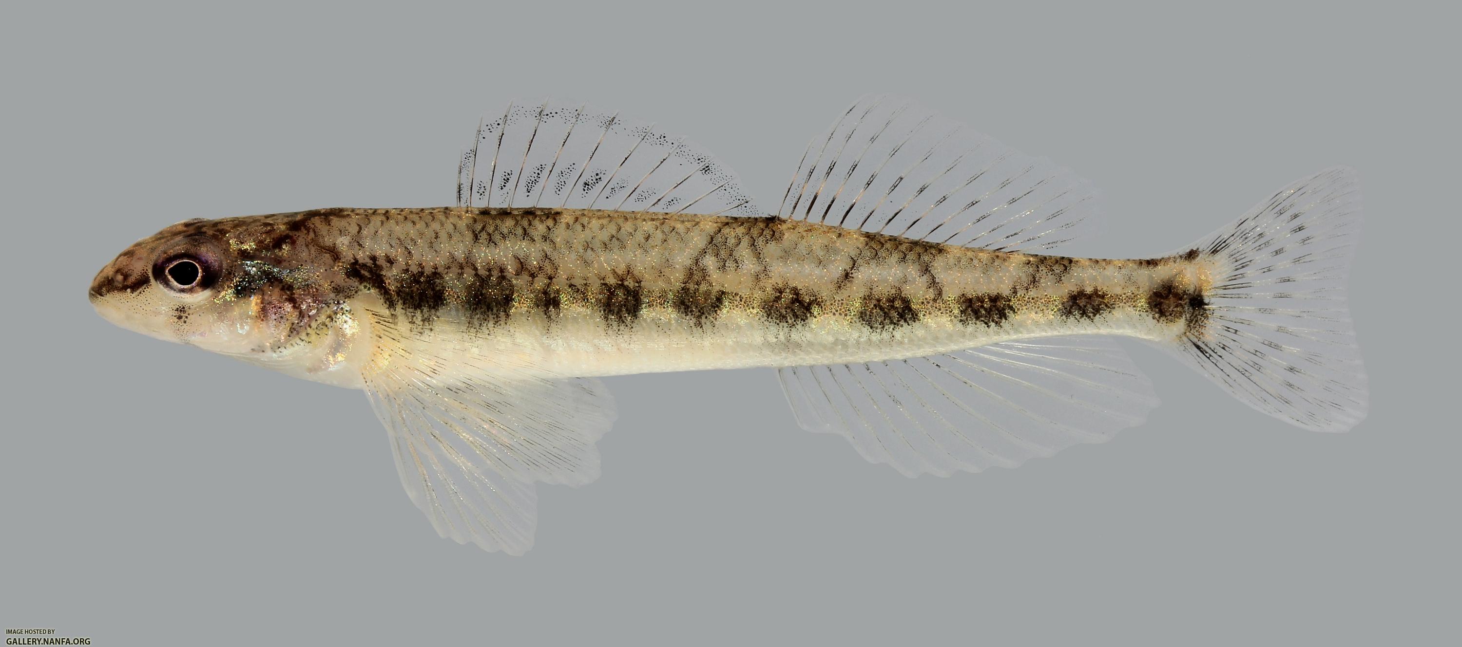 Percina vigil Saddleback Darter 551