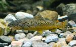 malebrowntrout2