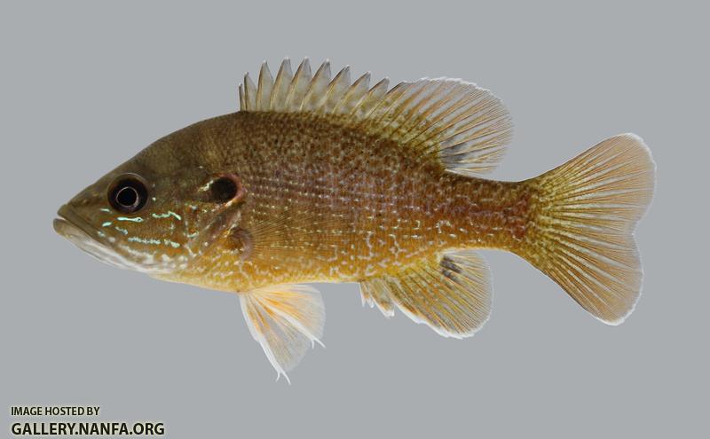 Lepomis cyanellus Green Sunfish 456.2500