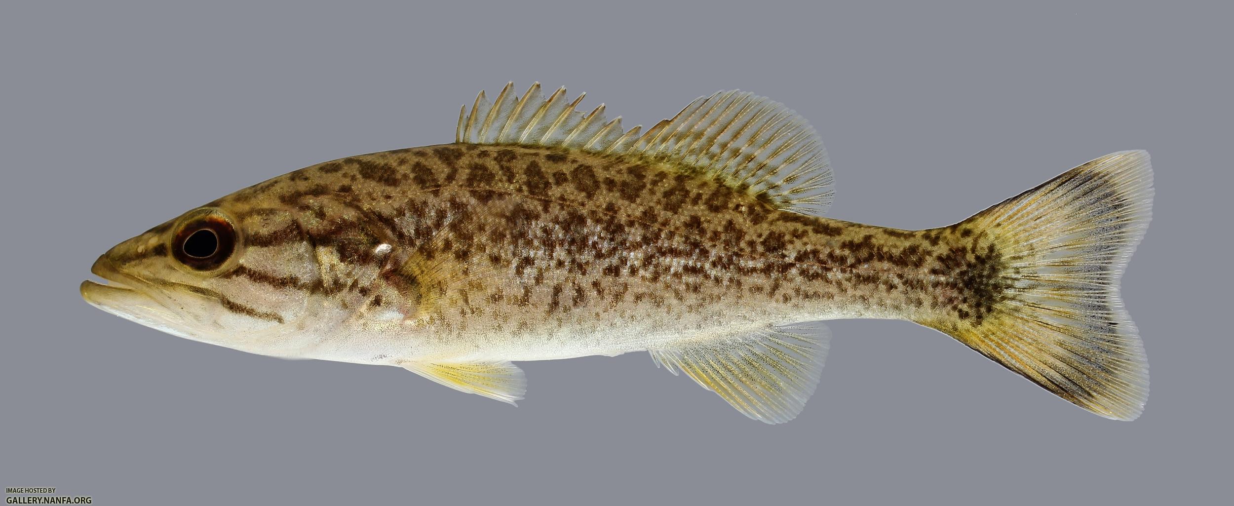 Micropterus dolomieu Smallmouth Bass 334.2500
