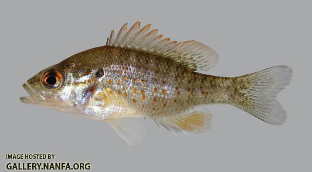 Lepomis humilis Orangespotted Sunfish 294.2500