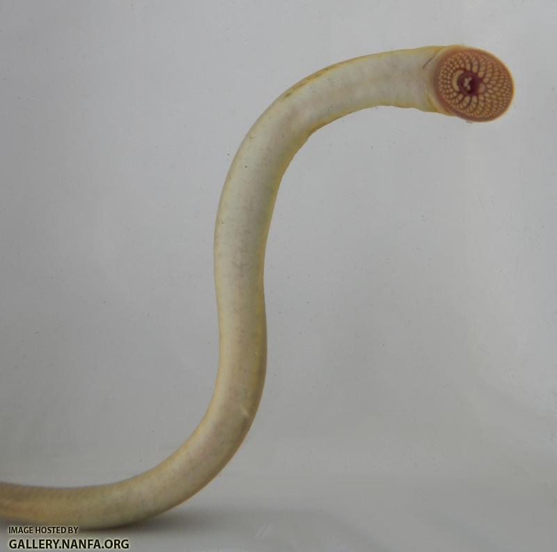 lamprey curved