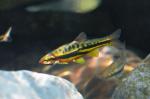 mountain red belly dace