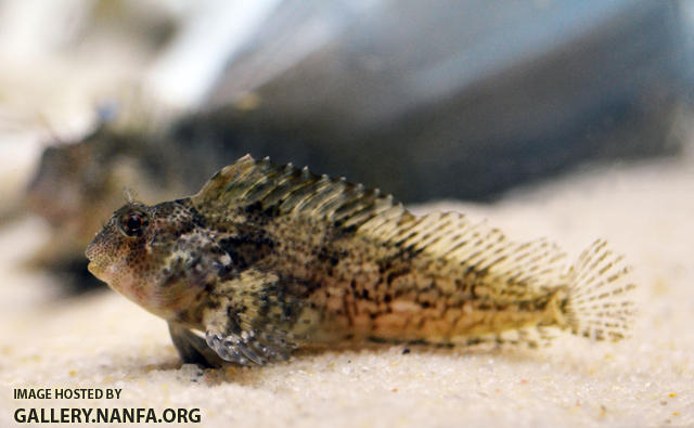 feather blenny Hypsoblennius hentz