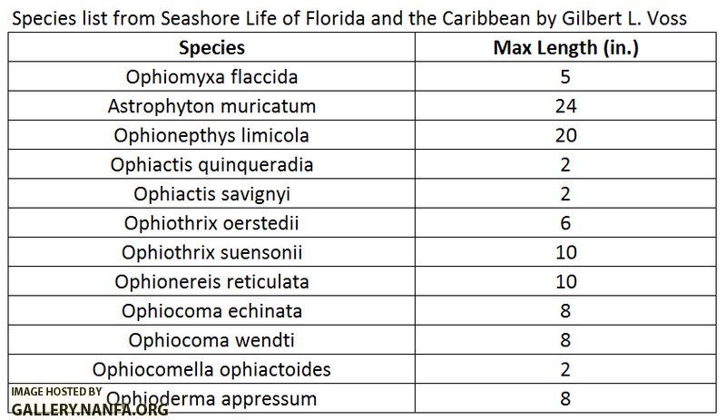 Florida brittle star species list