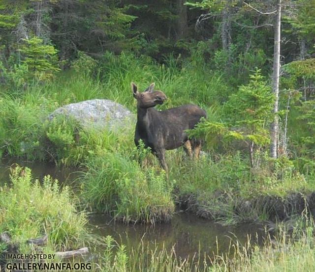 moose 6 close