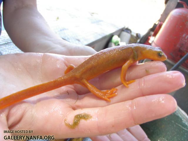 California Newt Coloration Anomaly
