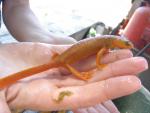 California Newt Coloration Anomaly