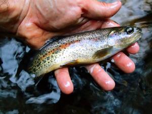 Columbia River Redband Trout