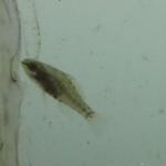 pygmy sunfish 1
