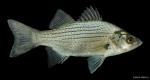 White Bass