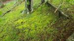 Mossy Green Mat