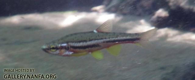 Tennessee Dace