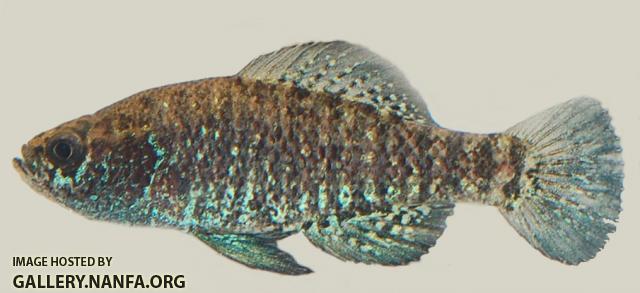Carolina pygmy sunfish Elassoma boehlkei