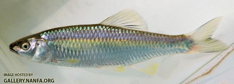 Steelcolor Shiner