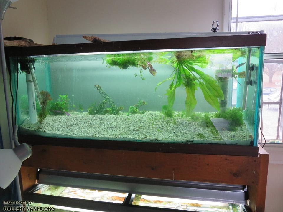 jan 25 picture of 75 gallon tank set up for elassoma okefenokee