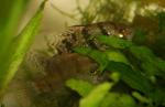 Enneacanthus chaetodon pair durring courtship3 by BZ