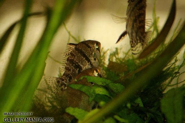 Enneacanthus chaetodon pair durring courtship1 by BZ