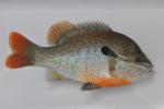 Lepomis auritus male1 by BZ
