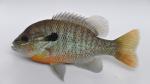 Lepomis auritus male2 by BZ