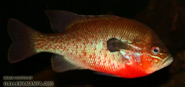 Lepomis auritus male5 by BZ
