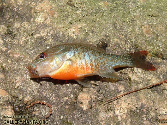 Lepomis auritus male6 by AK