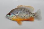 Lepomis humilis male2 by BZ