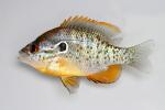 Lepomis humilis male3 by BZ